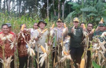 Pemkab Muba Bersama TNI–Polri Dukung Swasembada Pangan 2026, Panen Raya Jagung Serentak Digelar di Lawang Wetan