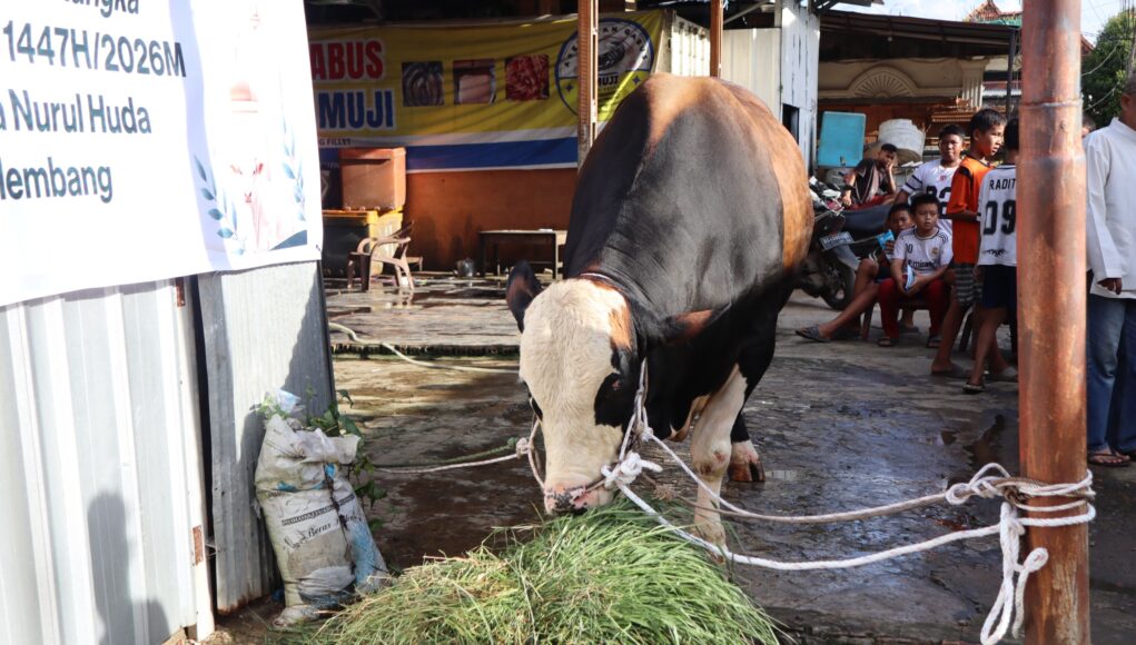 Ratu Dewa antarkan sapi kurban Presiden RI disambut Riuh warga SU 1