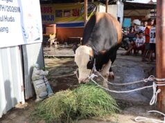 Ratu Dewa antarkan sapi kurban Presiden RI disambut Riuh warga SU 1