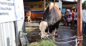 Ratu Dewa antarkan sapi kurban Presiden RI disambut Riuh warga SU 1