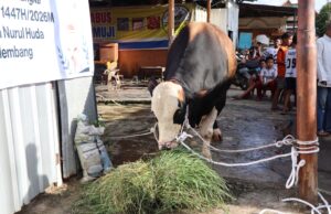 Ratu Dewa antarkan sapi kurban Presiden RI disambut Riuh warga SU 1