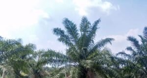 Medco E&P Grissik Dukung Budidaya Lele untuk Dorong Kemandirian Ekonomi Masyarakat