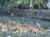 Gotong Royong Jumat Bersih, Pemkot Palembang Sisir Aliran Sungai Lambidaro